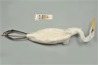中白鷺藏品圖，第3張
